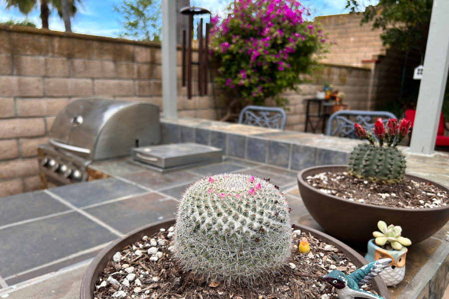 Cactus
