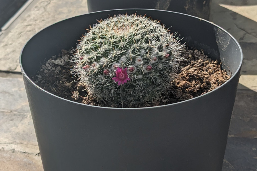 Cactus