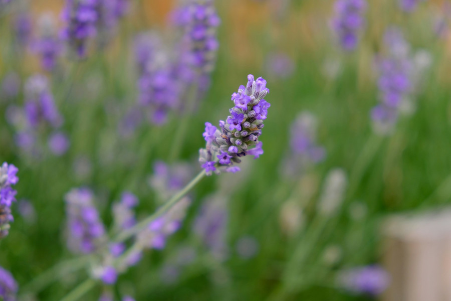 Lavender